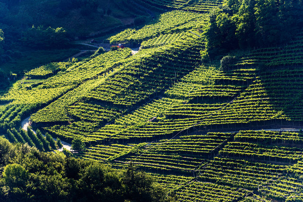 terrassenförmige Felder mit Weinbergen - trentino alto adige italien - Foto, Bild