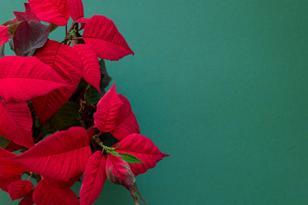 The poinsettia on green background - Photo, Image