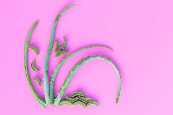 Medicinal plant aloe vera on a pink background - Фото, зображення