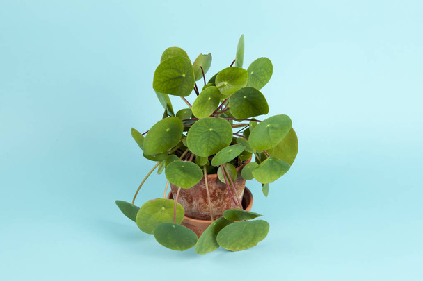 Pflanze pilea peperomioides auf türkisfarbenem Hintergrund - Foto, Bild