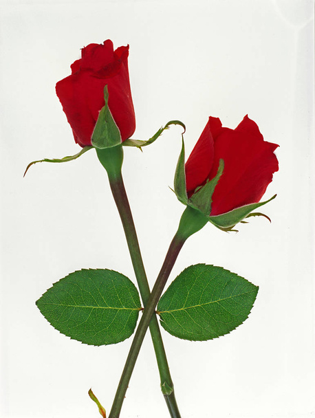 A studio close up graphic portrait of two red roses - Photo, Image