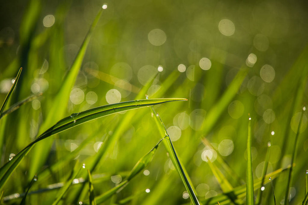 Una hermosa hierba verde llena de rocío matutino. Frescura natural en primavera
. - Foto, imagen
