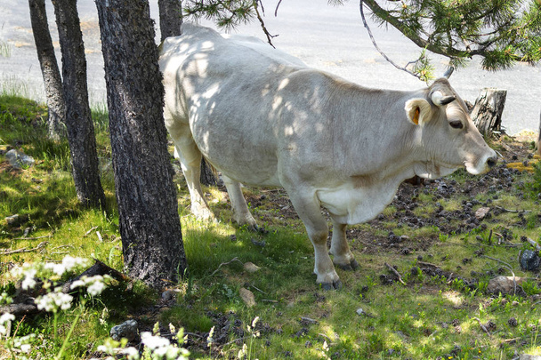 Vaca europea pastando libre en la montaña
. - Foto, Imagen