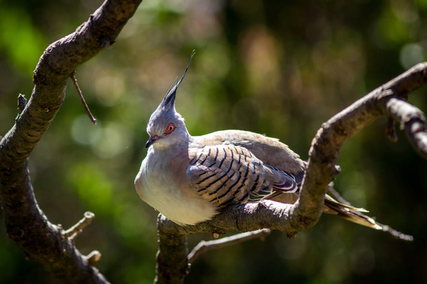 hayvanat bahçesinde güvercin kuş - Fotoğraf, Görsel