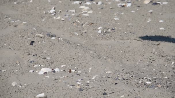 A cipő esik a homokba. Lassított mozgás - Felvétel, videó
