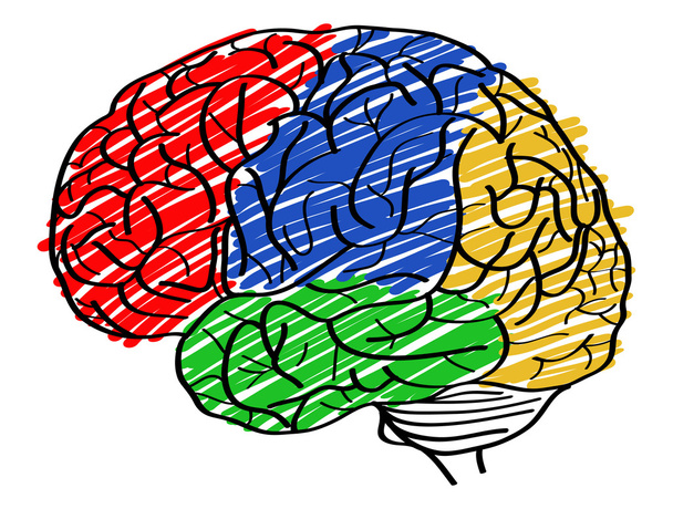 Human Brain Vector Outline Sketched Up, Vector Illustration EPS 10. - Vector, Image