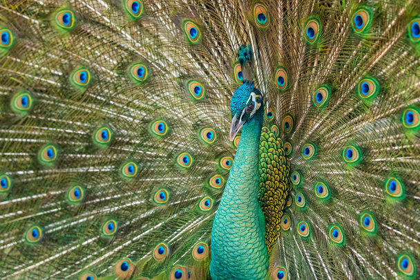 Primo piano pavone maschile con piume completamente spiegate della coda - Foto, immagini