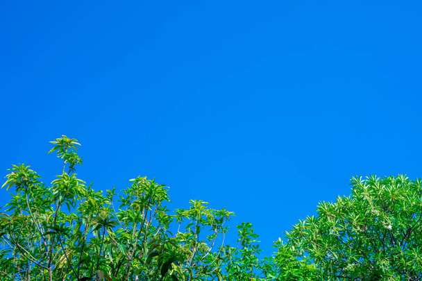 Árvore verde com céu azul alto
 - Foto, Imagem