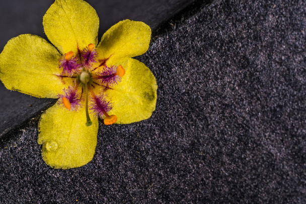 Fiore giallo su sfondo scuro - Foto, immagini