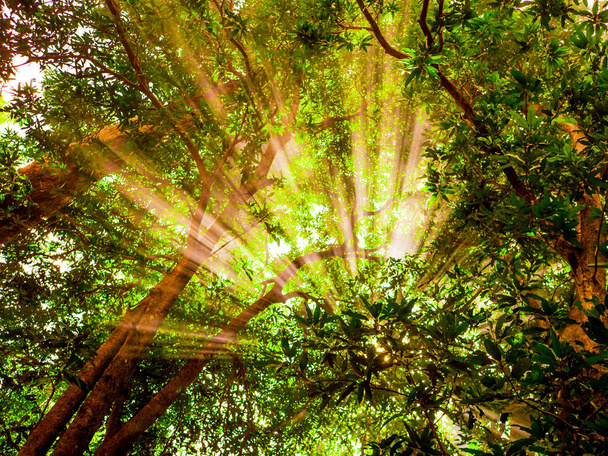 Ranní slunce zářící velkými zelenými stromy v popředí - Fotografie, Obrázek