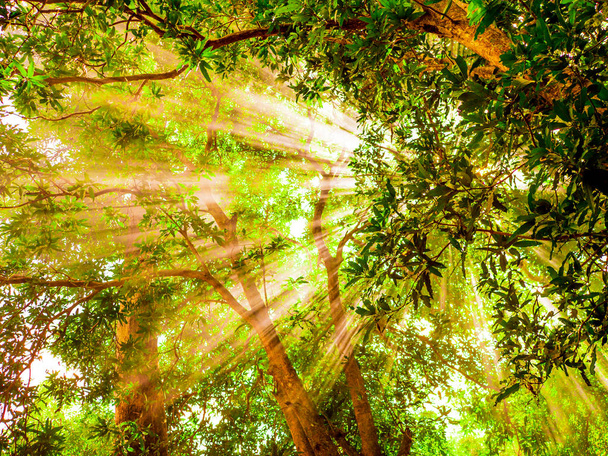 Утренний солнечный свет светит сквозь большие зеленые деревья на переднем плане
 - Фото, изображение
