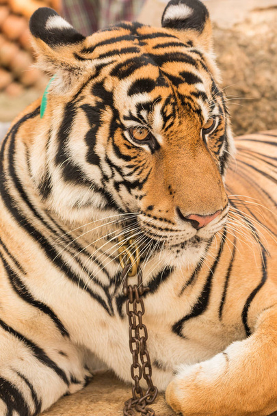 lähikuva tiikeri eläintarhassa
 - Valokuva, kuva