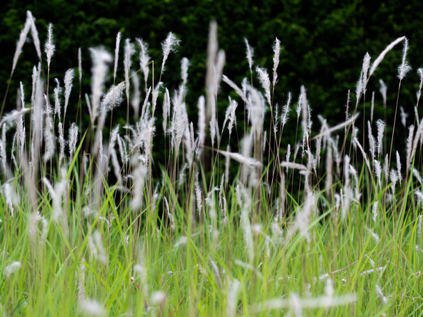 Flores de grama branca em pastos verdes, fundo preto
 - Foto, Imagem