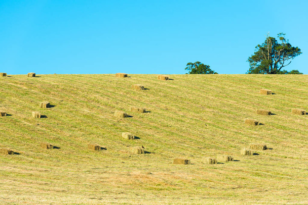 Hay bales in the field, X Region de Los Lagos, Chile - Photo, Image