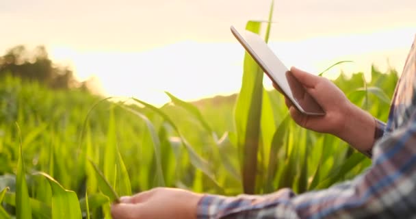 Soczewka flary zbliżenie: ręka rolników dotyka liści kukurydzy w polu o zachodzie słońca i sprawdza jakość uprawy upraw. - Materiał filmowy, wideo