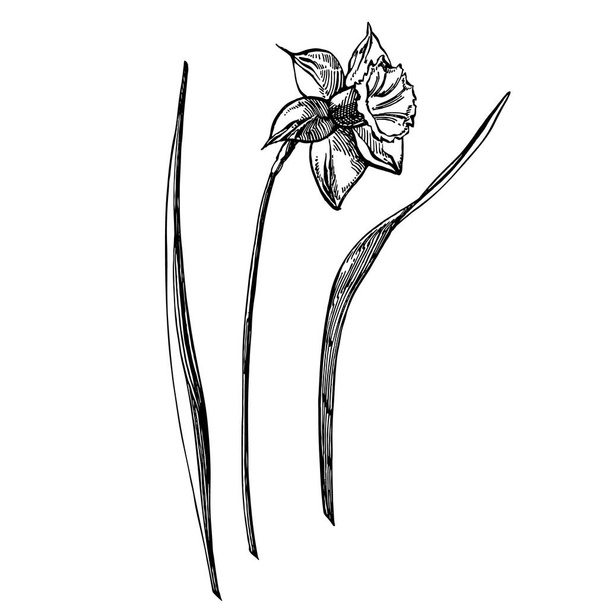 Daffodil or Narcissus flower drawings. Collection of hand drawn black and white daffodil. Hand Drawn Botanical Illustrations. - Фото, зображення
