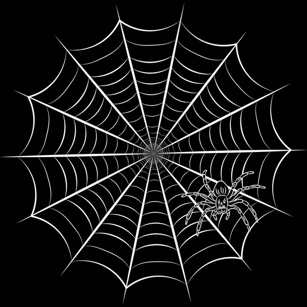 Паутина и паук
 - Вектор,изображение