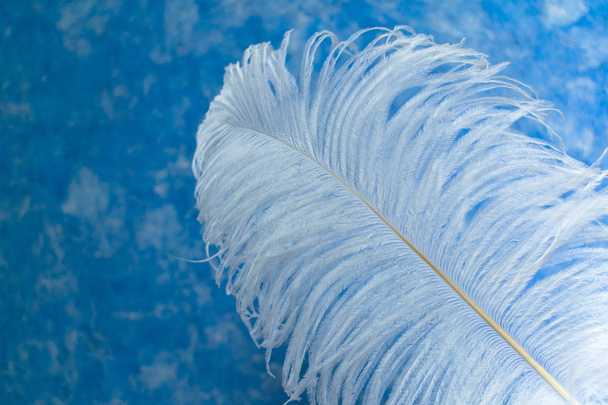 Plume d'autruche blanche sur fond bleu ciel. Copier l'espace
 - Photo, image