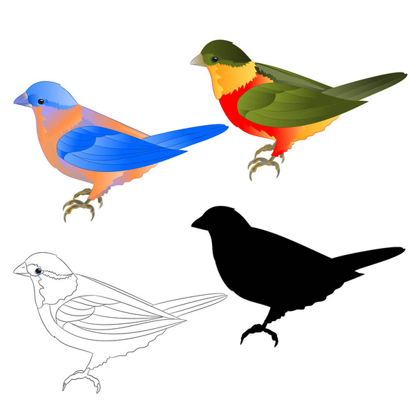 白い背景ヴィンテージベクトルイラスト編集可能な手描きのブルーバードスラッシュと熱帯鳥のシルエットと輪郭 - ベクター画像