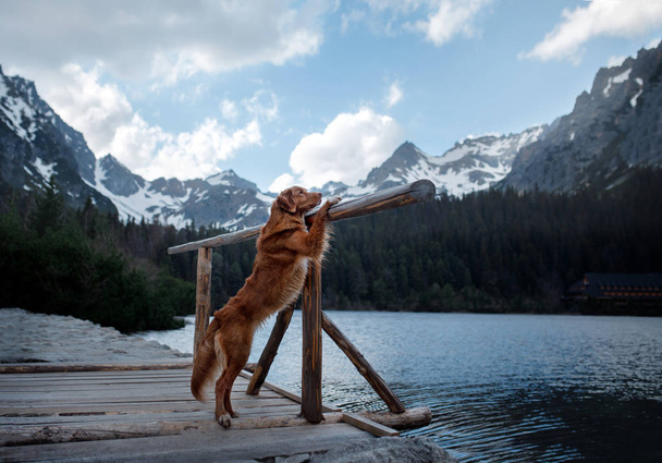 Nova Scotia Duck Tolling Retriever dog on a mountain lake. Travel and hike with a pet. - Photo, Image