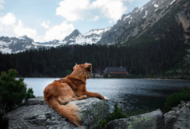 Nova Scotia Duck Tolling Retriever dog on a mountain lake. Travel and hike with a pet. - Fotografie, Obrázek
