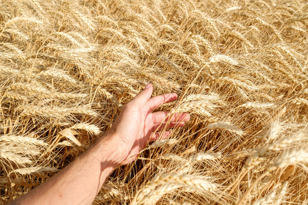 mano umana tocco tenendo paglia di grano sul campo raccolto estivo giornata di sole luminoso
 - Foto, immagini