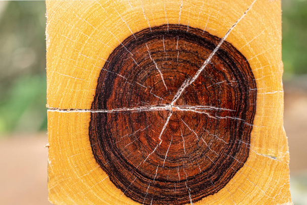 Anel anual de madeira preta birmanesa
  - Foto, Imagem
