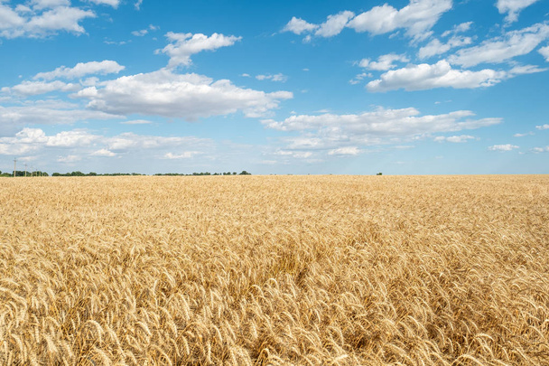 Wheat field straw golden yellow bright day blue sky clouds agriculture  - Фото, зображення