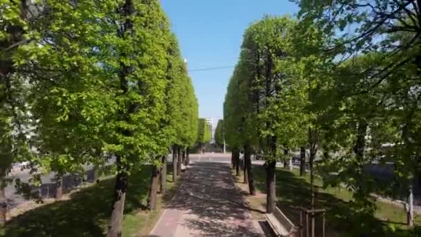 4k drone lentää puun vuorattu avenue aurinkoisena päivänä
 - Materiaali, video