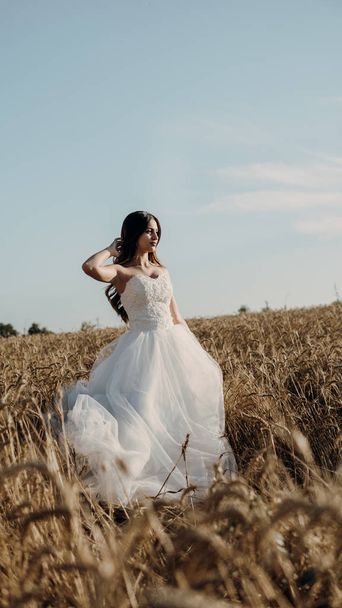 Bella sposa nel campo di grano al tramonto
 - Foto, immagini