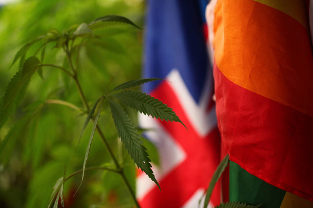 юридична концепція марихуани. Медичний прапор канабісу фон
 - Фото, зображення