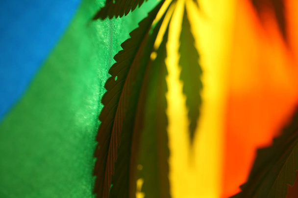 legal marijuana concept. Medical cannabis flag background - Photo, Image