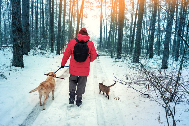 A man with two dogs and a cat walks in a snowy pine forest in winter - 写真・画像