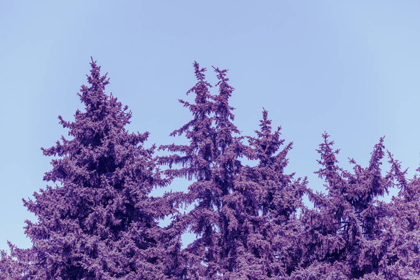 Vintage fir trees against blue sky - Photo, image