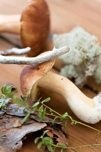boletus mushrooms, moss, branch and bark on wood - Foto, imagen