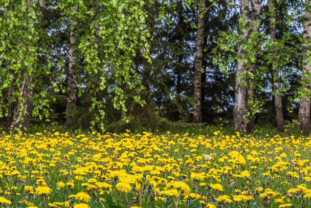 yellow dandelion field, sharpened by the center of the picture, everything is blurred around - Photo, image