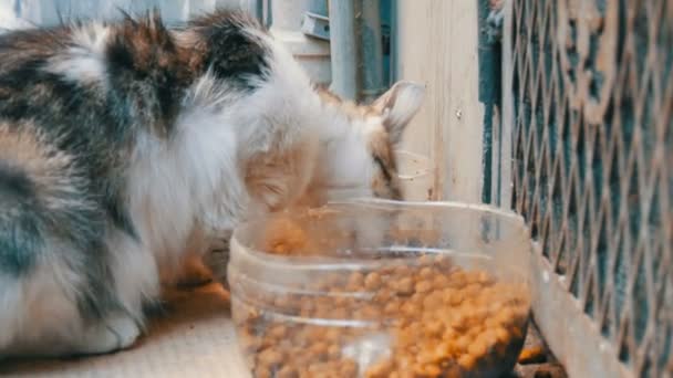eine streunende obdachlose Katze frisst trockenes Katzenfutter in einer speziellen Plastikschale aus nächster Nähe - Filmmaterial, Video