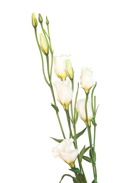 Eustoma blanco
 - Foto, imagen