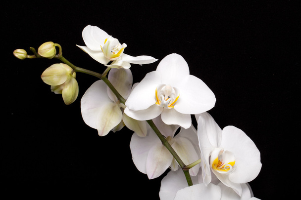 White orchid isolated on black - Foto, Imagem
