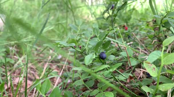 Pick blueberries in forest - Materiał filmowy, wideo