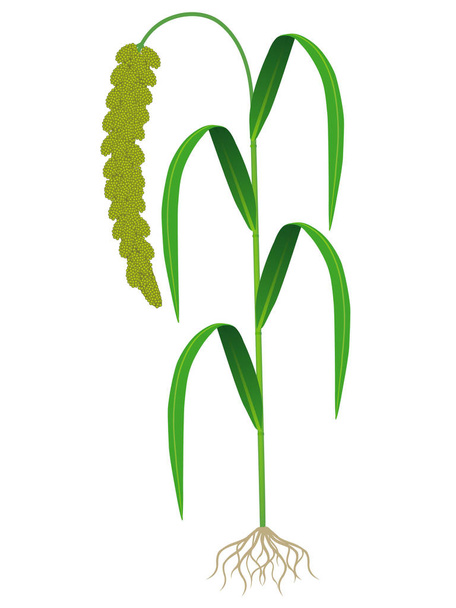 Green foxtail millet with roots isolated on white background. - Vector, Image