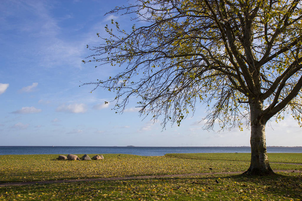 autumn view of Cherlottenlund beach park, Denmark - Фото, зображення