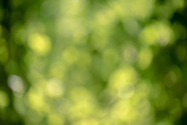 Bright round light bokeh on vivid green emerald color background - Photo, Image
