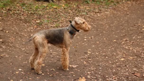 Airedale Terrier seisoo puistossa
 - Materiaali, video