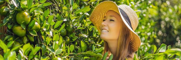 BANNER, FORMATO LARGO Retrato de la atractiva campesina está cosechando naranja en granja orgánica, Chica alegre en emoción de felicidad mientras cosecha naranjas en el jardín, concepto de agricultura y plantación
 - Foto, imagen