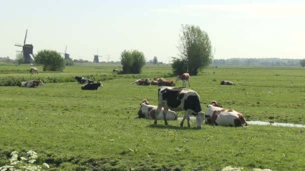 Cows and windmills - Footage, Video