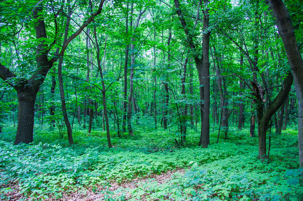 Het Goloseevsky-bos - Foto, afbeelding