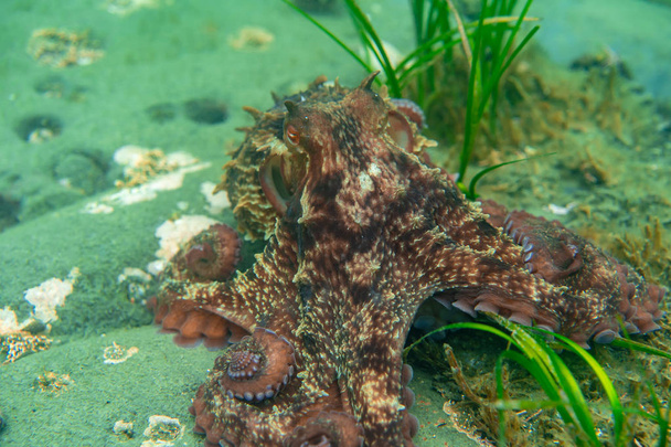 Buceo y fotografía submarina, pulpo bajo el agua en su hábitat natural
. - Foto, Imagen