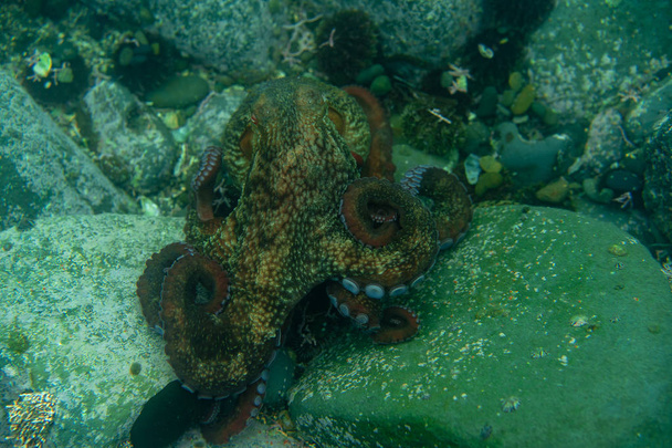 Buceo y fotografía submarina, pulpo bajo el agua en su hábitat natural
. - Foto, imagen