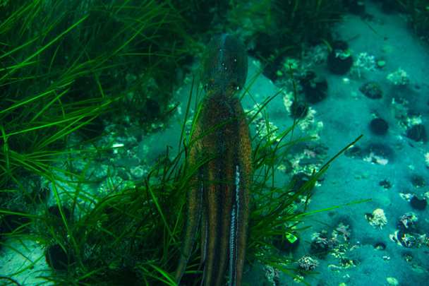 Duiken en onderwater fotografie, octopus onder water in zijn natuurlijke habitat. - Foto, afbeelding